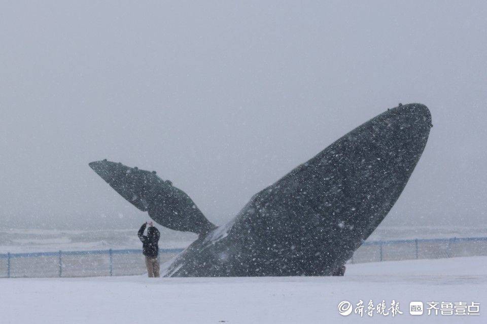 山东烟台暴风雪中的孤鲸，逆境中的坚韧与希望