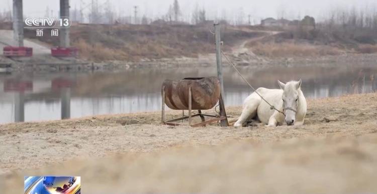 救人白马高烧超40℃，奇迹般的生命救援