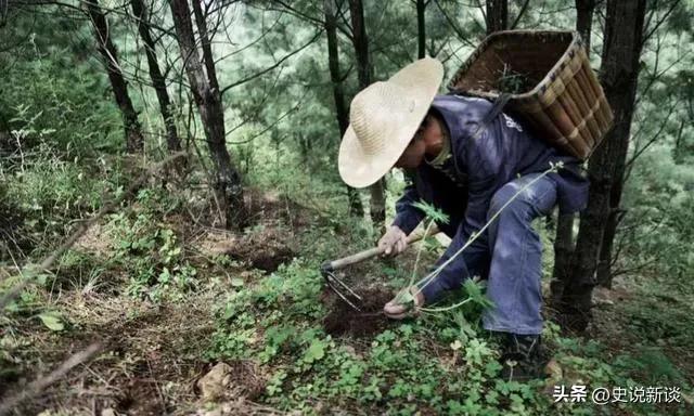 上山采药发现人骸骨，一次深山中的意外之旅