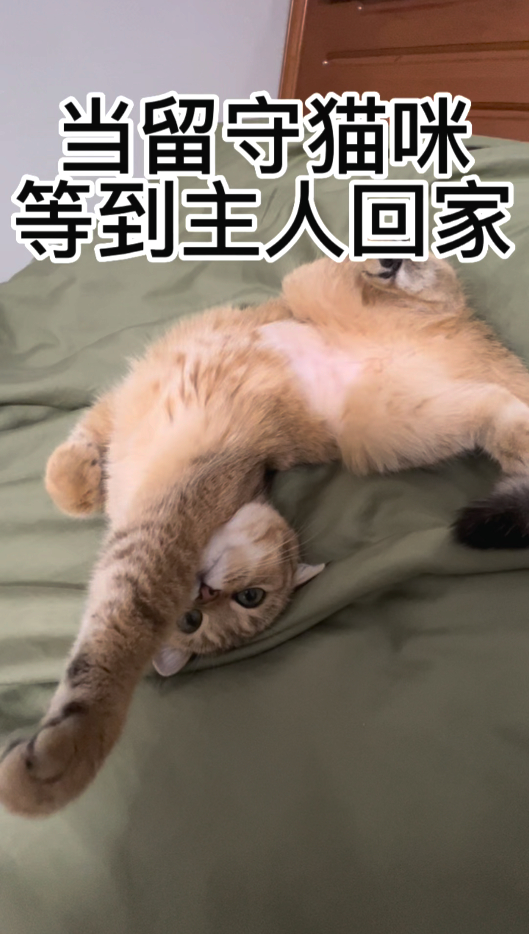 留守小猫见主人归来的独特猫语抱怨，情感深处你了解多少？