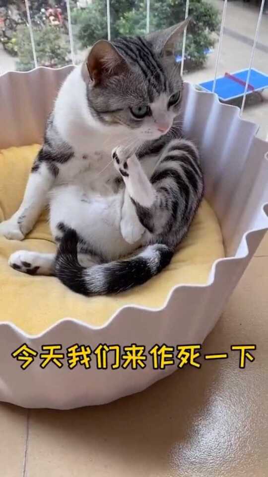 猫咪三番两次游走作死边缘，背后竟隐藏着什么不为人知的秘密？