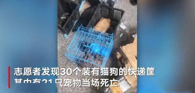 带狗取快递竟引发惨剧，猫咪意外身亡，罪责何在？