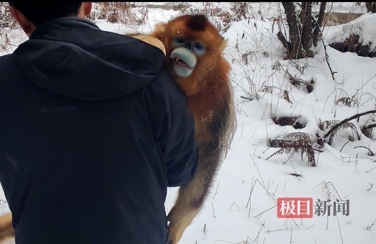 绝境中的挣扎，神农架受伤金丝猴的悲情故事引发关注