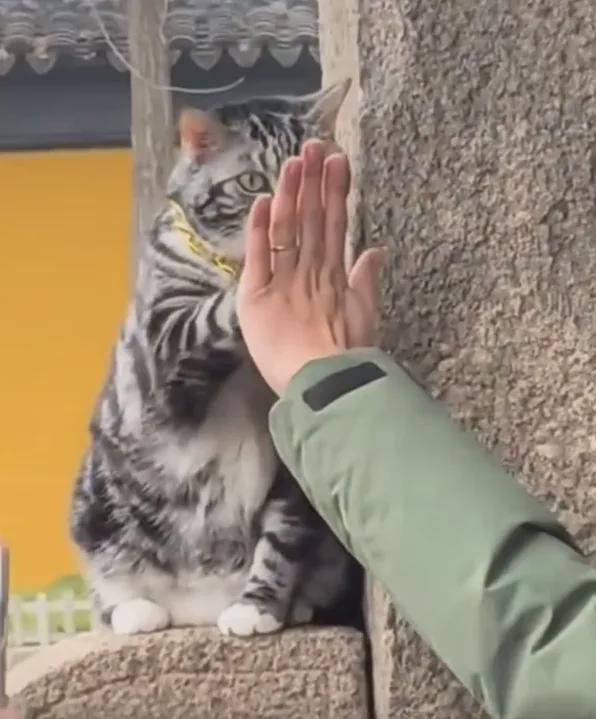 惊！西园寺击掌小猫爆红网络，背后真相让人泪目！