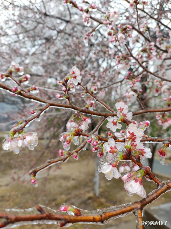 惊！武汉樱花竟变身冰糖葫芦？背后真相让人泪目！