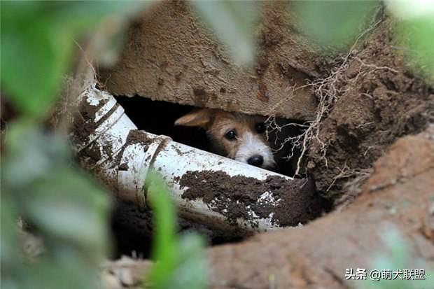 呼吁领养退役缉毒犬