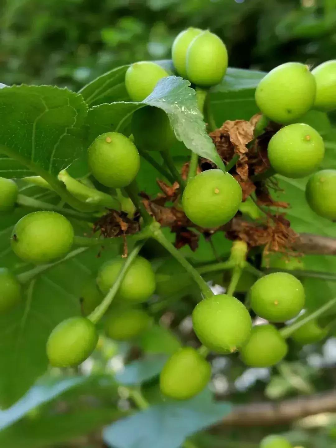 张雪峰公司每月放一次3天小长假