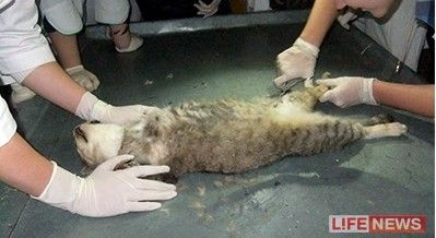 震惊！虐猫竟被判40年？背后真相让人不寒而栗！