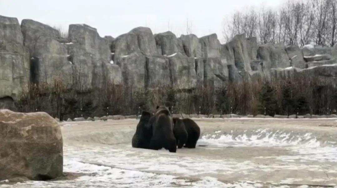 西藏棕熊被拍到雪地撒欢奔跑